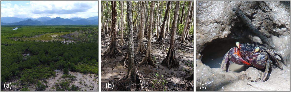 New in @ESAEcosphere: An updated assessment of #mangrove carbon budgets at a global scale highlights these ecosystems' immense productivity & their function as carbon sinks doi.org/10.1002/ecs2.4… #OpenAccess