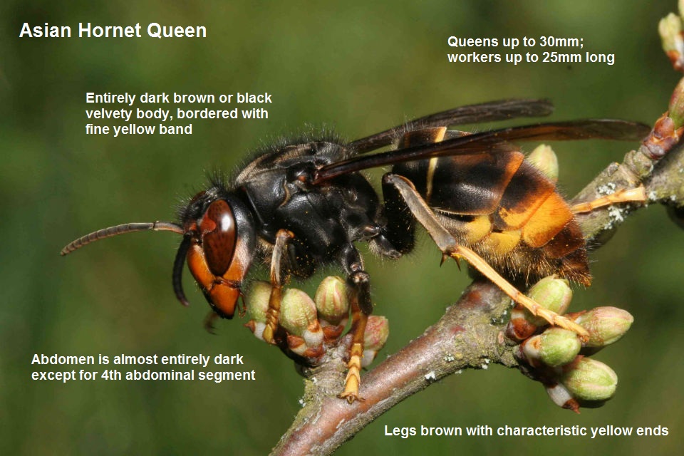 Keep your eyes open for the Asian hornet, which poses a significant threat to honey bees and other pollinators.

@DefraGovUK urges anyone who may have seen an #AsianHornet to report it ASAP: 
 
⚠️ Use the free Asian Hornet Watch app
⚠️ Or report online at: nonnativespecies.org/non-native-spe…