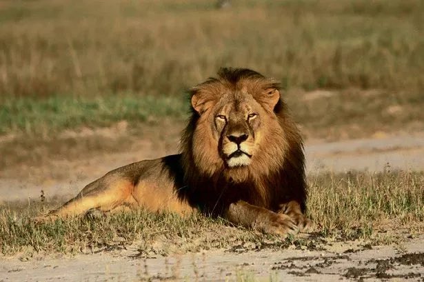 Conservationists in Africa have called on MPs to finally bring an end to barbaric trophy hunting and back a Bill put to the House of Commons by Labour's John Spellar on Friday. Well done <a href="/DailyMirror/">The Mirror</a> &amp; good  luck <a href="/spellar/">John Spellar</a> for Friday. 💪🏻
#BanTrophyHunting 
mirror.co.uk/news/politics/…