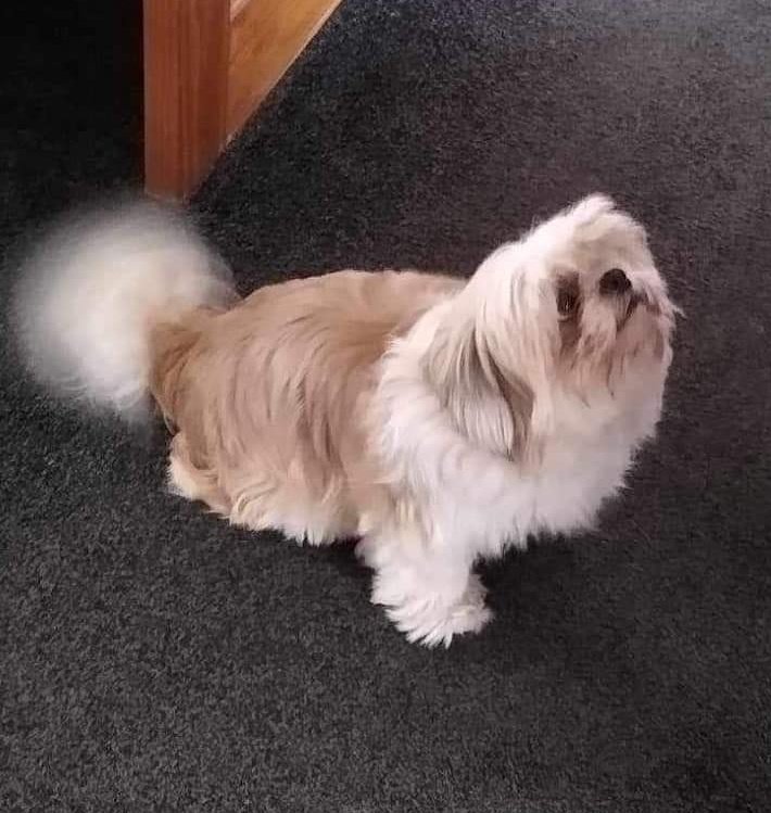 Please give a warm welcome to Izzy who came into STAR care yesterday. She will be booked in for a groom and vet check asap. She does need neutering so will be with us a little while. #shihtzuactiorescue #rescueismyfavouritebreed #dogrescue