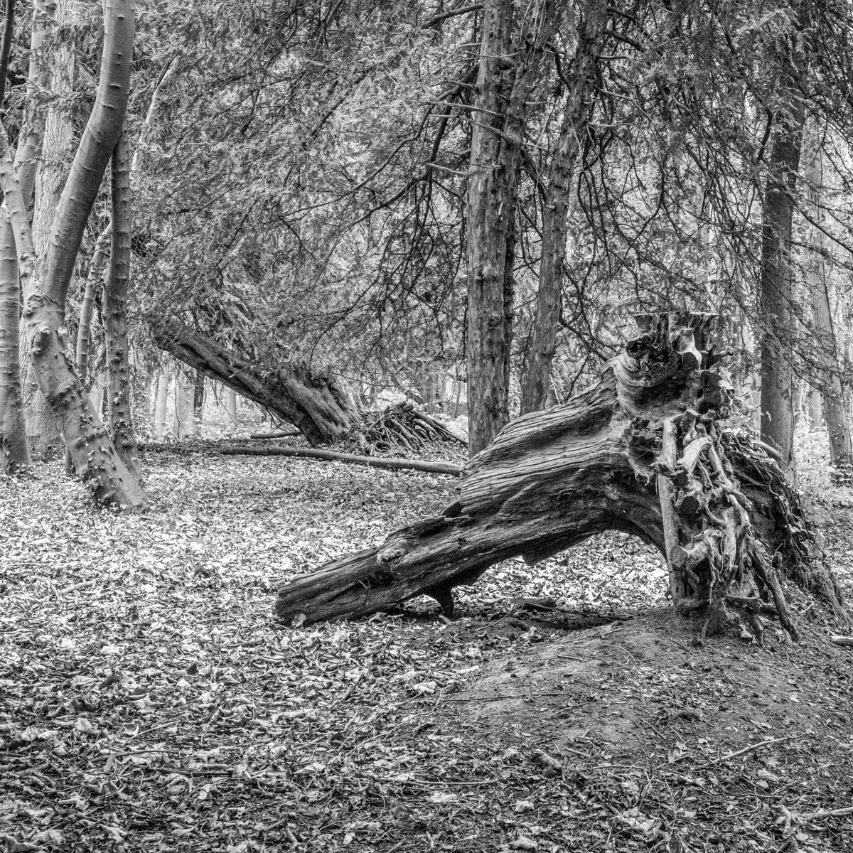 The Fallen
A place where giants fall in silence #FallenGiants #SilentPlaces #NatureMemories #ExploreTheOutdoors #WildernessAdventures #OutdoorExploration #NaturePhotography #HikingAdventures #DiscoverNature #OutdoorDiscoveries