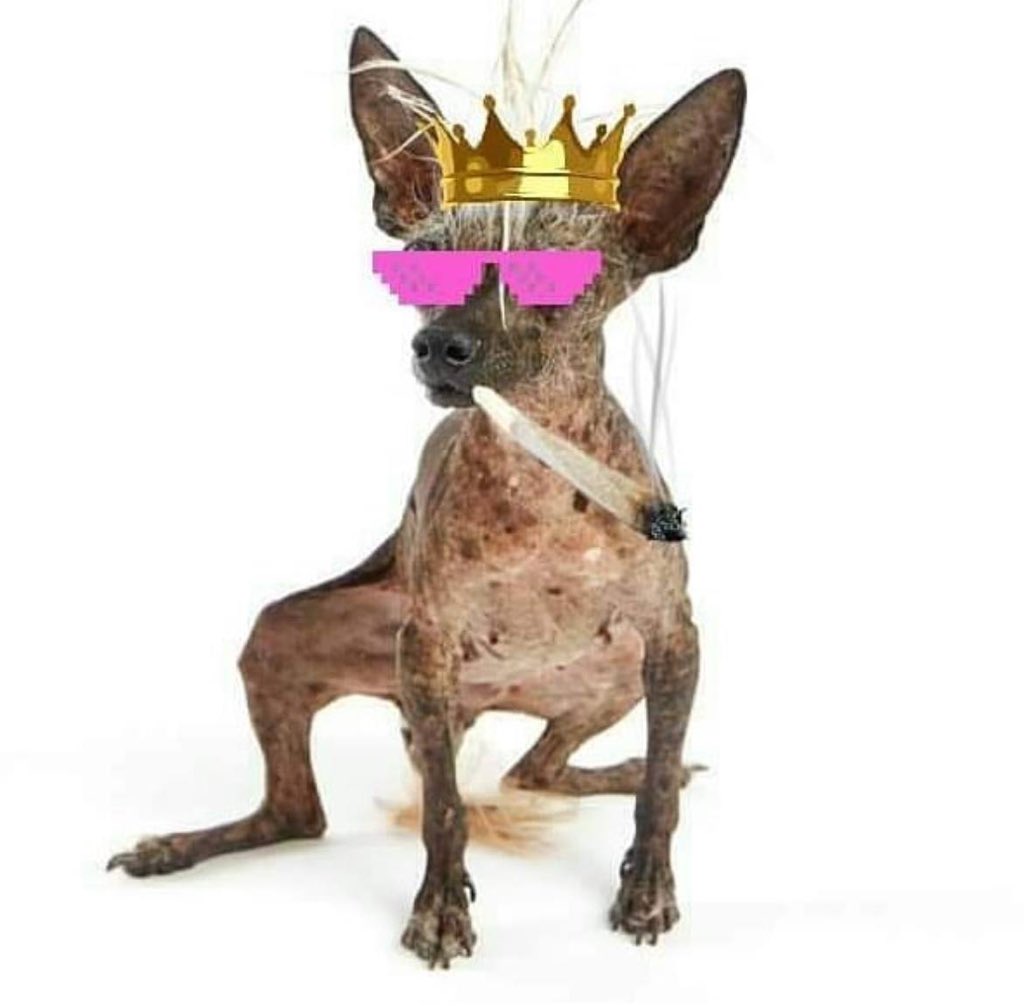 JaeEsPae's tweet image. You WONT get exploited with $RAMBO. BASED TEAM. ANTIDOGE.

sweepeerambo.dog

-Comms with the owner
-Viral dog IRL
-Solid floor