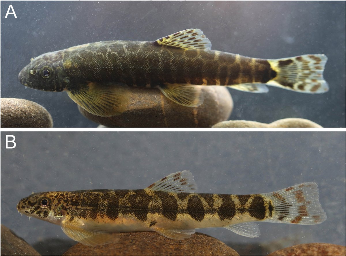 #NewSpeciesAlert - #𝐵𝑎𝑠ℎ𝑖𝑚𝑦𝑧𝑜𝑛 𝑐ℎ𝑒𝑛𝑖, a new genus and species of sucker #loach (Teleostei, #Gastromyzontidae) from South #China. #PearlRiver
🔓 zse.pensoft.net/article/116535/