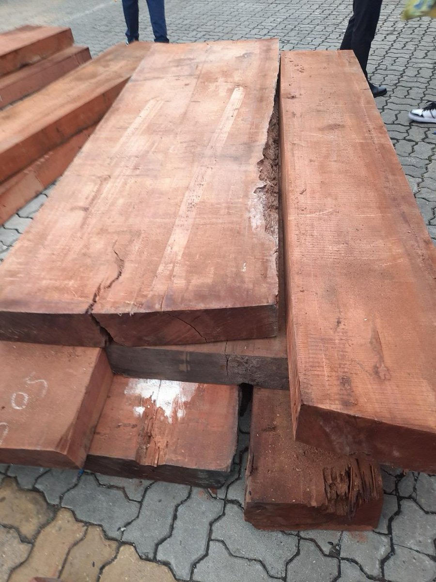 UNODC_ENV's tweet image. On this #ForestDay let's spotlight the clandestine journey of African rosewood to Asia, often smuggled alongside similar-looking legally traded timber. Awareness is key to identify these mixed shipments &amp;amp; protect our forests.
Photo: G. coleosperma (not CITES listed)