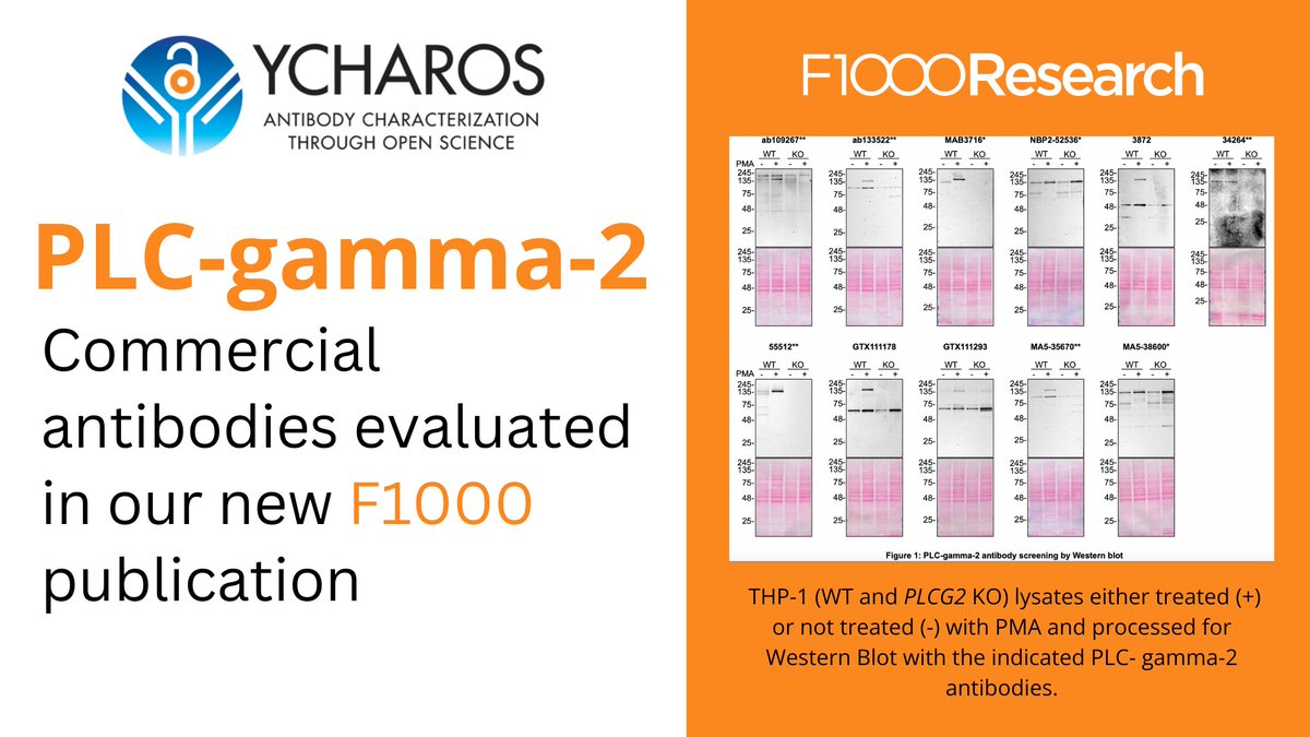 🔬This week's protein target spotlight: PLC-gamma-2. Eleven commercial antibodies were evaluated by WB, IP and IF. The results are now published on both our #openaccess platforms: F1000 gateway: doi.org/10.12688/f1000… Zenodo community: doi.org/10.5281/zenodo… #openscience #PLCG2
