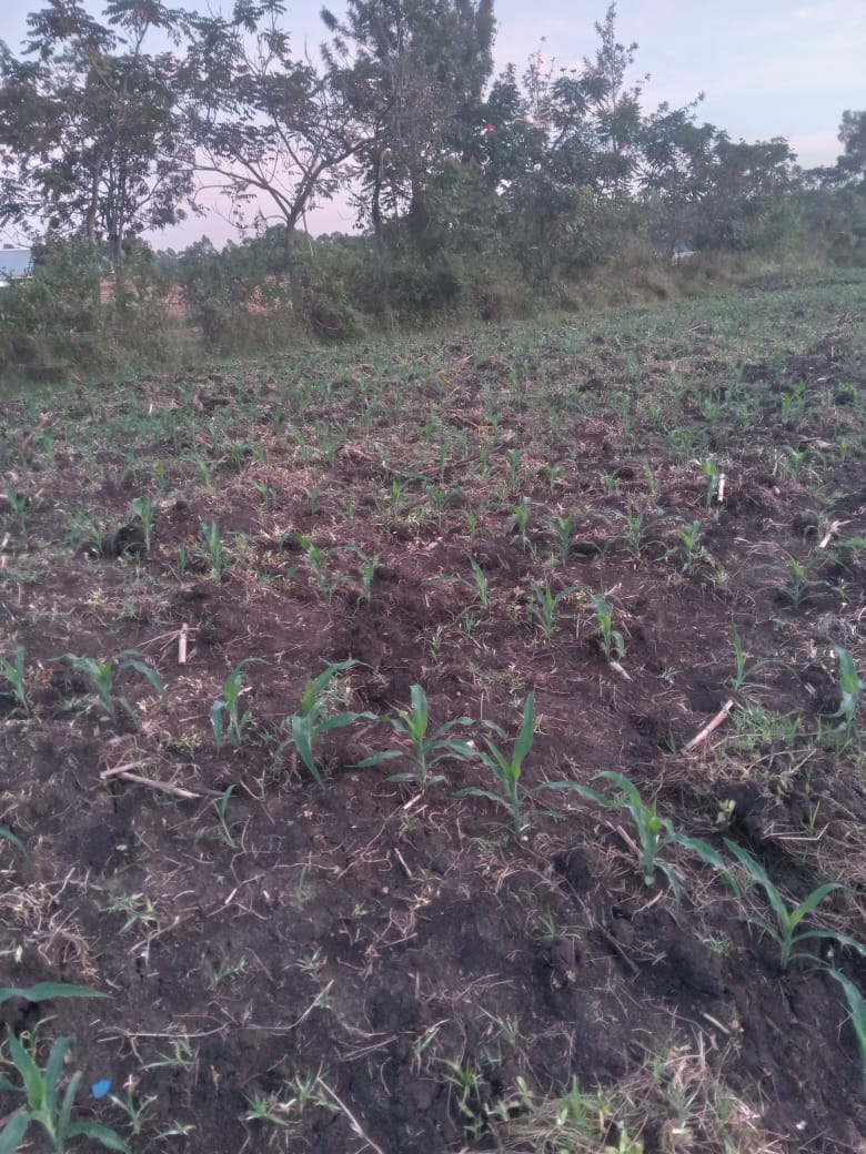 TobiOloo's tweet photo. A 2.5 weeks old maize crop in Migori County Kenya. A random talk with farmers revealed that many have not planted. High cost of farm inputs is a major hindrance to timely planting. Providing  subsidized farm inputs could be a worthy investment by the County government. https://t.co/x2GbXwhdR5