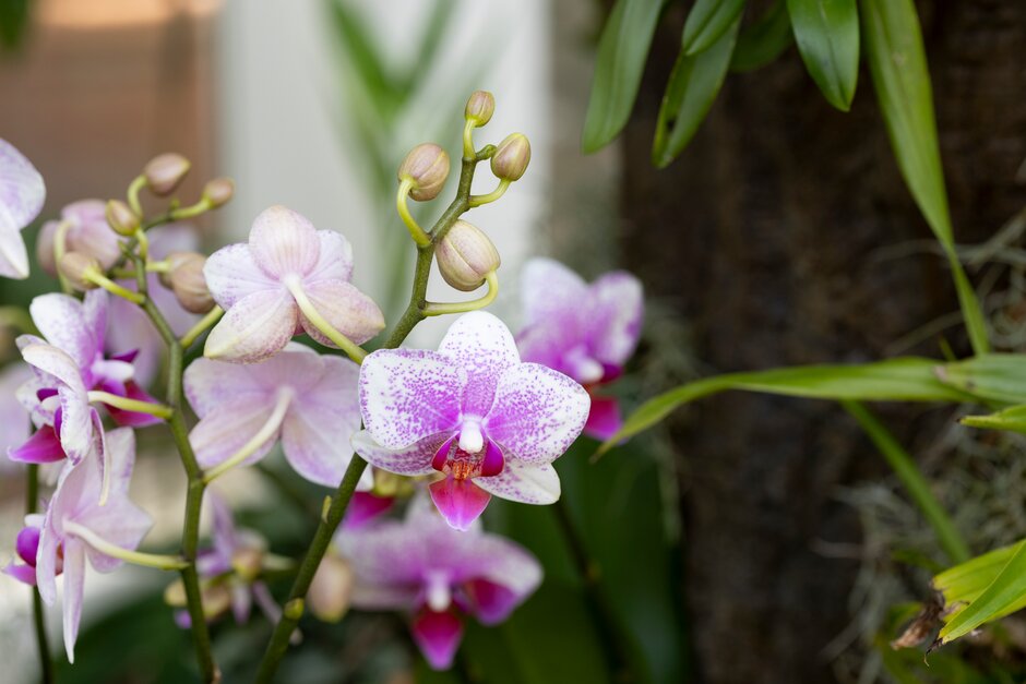 There's an exciting chance to join a curator led tour of the current Orchid exhibition in the old lab at @RHSWisley and the Orchid House in the Glasshouse with the orchid team. You may see Orchids not currently on display! Book now for this free tour. rhs.org.uk/gardens/wisley…