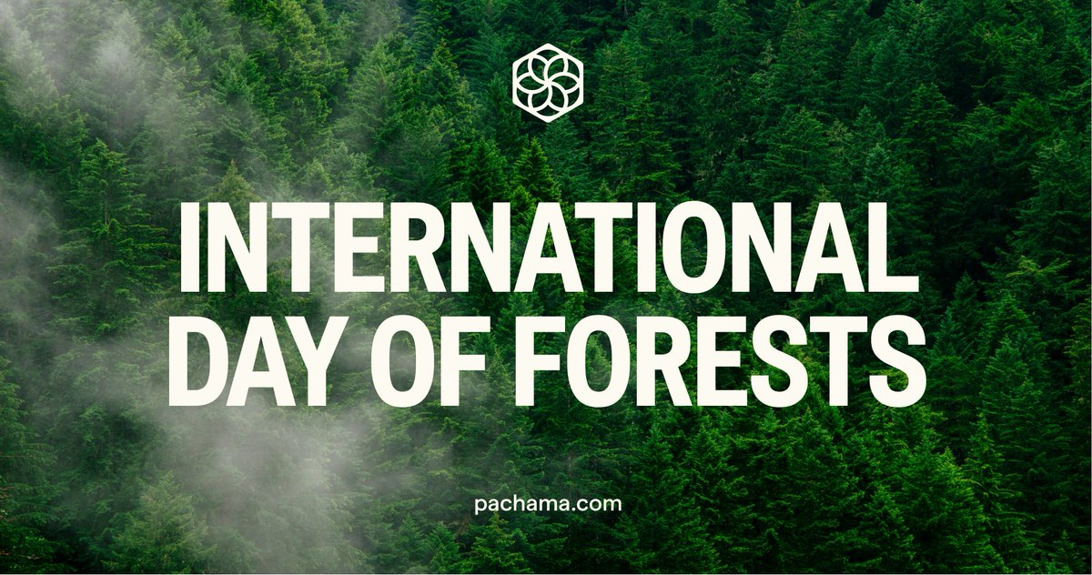 Together, we can ensure that forests not only survive but thrive, playing a pivotal role in climate adaptation. Join our mission: pachama.com/about/ #Pachama #IntlForestDay