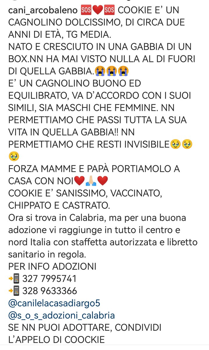 Cookie 2 anni nato in #canile è un amore, sano ma mai considerato. Salviamolo! 🆘 3289633366 #Calabria #AdoptDontShop #SosCani #adottanoncomprare #adottauncanedalcanile #canicercacasa #adozionecani #adozionidelcuore #adottami #svuotaunagabbia #Cosenza