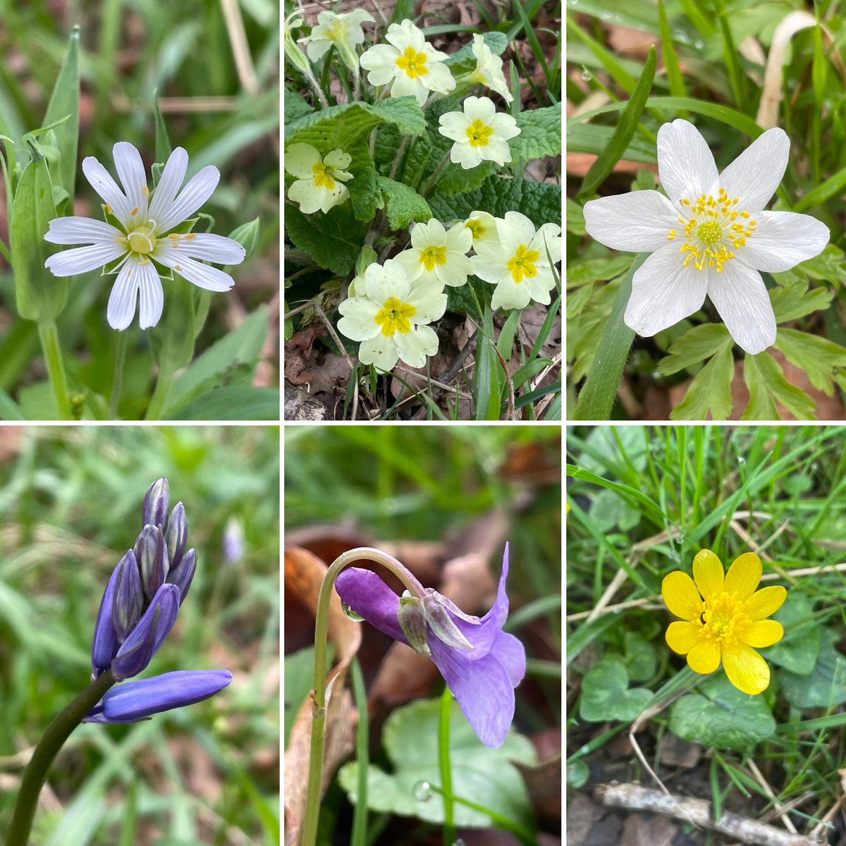 Spring time stroll around the woodland today, starting to look nice and green and come to life.

Greater stitchwort, Primrose, Wood anemone, Bluebells, Early Dog violet and Lesser celandine now all in bloom

#wildflowerhour
#signsofspring #ancientwoodlands