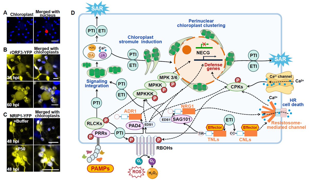 Chloroplast immunity: a cornerstone of plant defense #spotlight #MolecularPlant cell.com/molecular-plan…