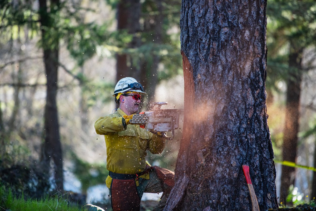 Are you a cut above the rest? Join us in Medford as we tackle the climate crisis and Douglas fir mortality! As a Forestry Technician, you'll be responsible for inspecting treatments, replanting, marking timber, and more. ✅ Apply today on @USAJOBS: bit.ly/3VrER54