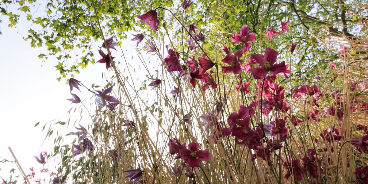 M&N Horticulture (@mn_horticulture) on Twitter photo Chelsea Flower Show 2024: Tickets, dates, and all the #gardens to feature at this year's #show housebeautiful.com/uk/garden/a454… via <a href="/HB/">House Beautiful UK</a> #RHSChelsea Chelsea Flower Show 2024: Tickets, dates, and all the #gardens to feature at this year's #show housebeautiful.com/uk/garden/a454… via <a href="/HB/">House Beautiful UK</a> #RHSChelsea