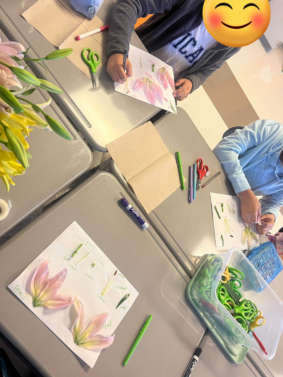 harleemorphis's tweet photo. After reading about Honey Bees 🐝 disappearing, we learned about the anatomy of a flower and the importance of pollination. Today we dissected a flower to further our learning. 🌸 @BlackmanMiddle #WeAreBlackman #ESL https://t.co/Iv0omLWpLL