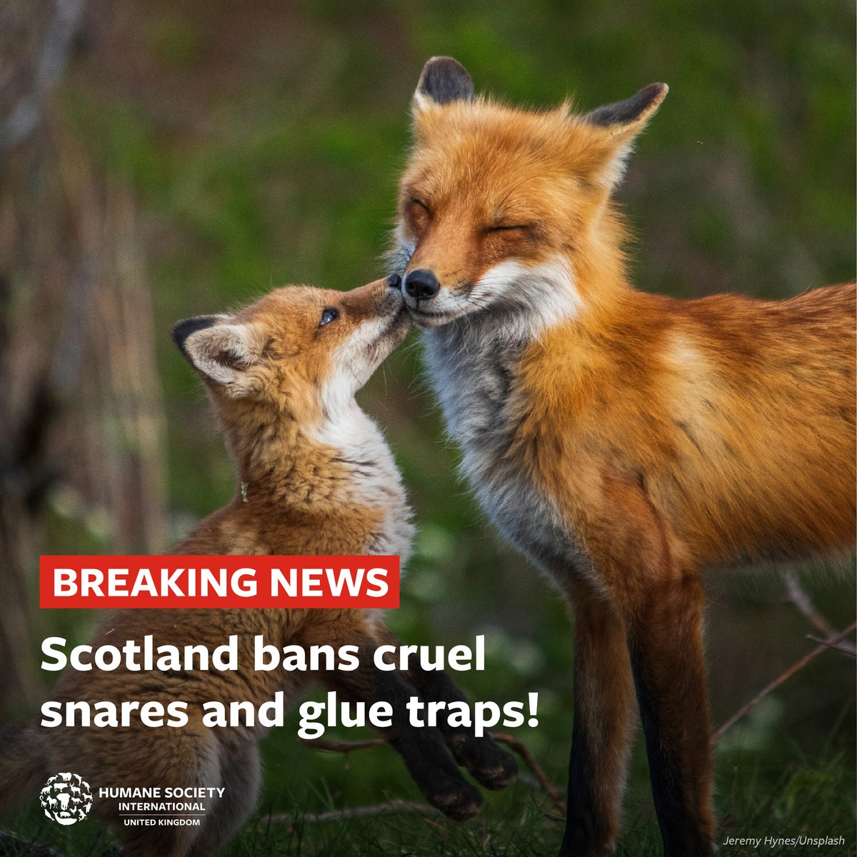 BREAKING: The Wildlife Management & Muirburn (Scotland) Bill has passed its final stage and will become law! 🎉 The Bill includes: • A complete ban on the use of snares to trap animals. • A ban on the use of glue traps (except if authorised in exceptional circumstances).