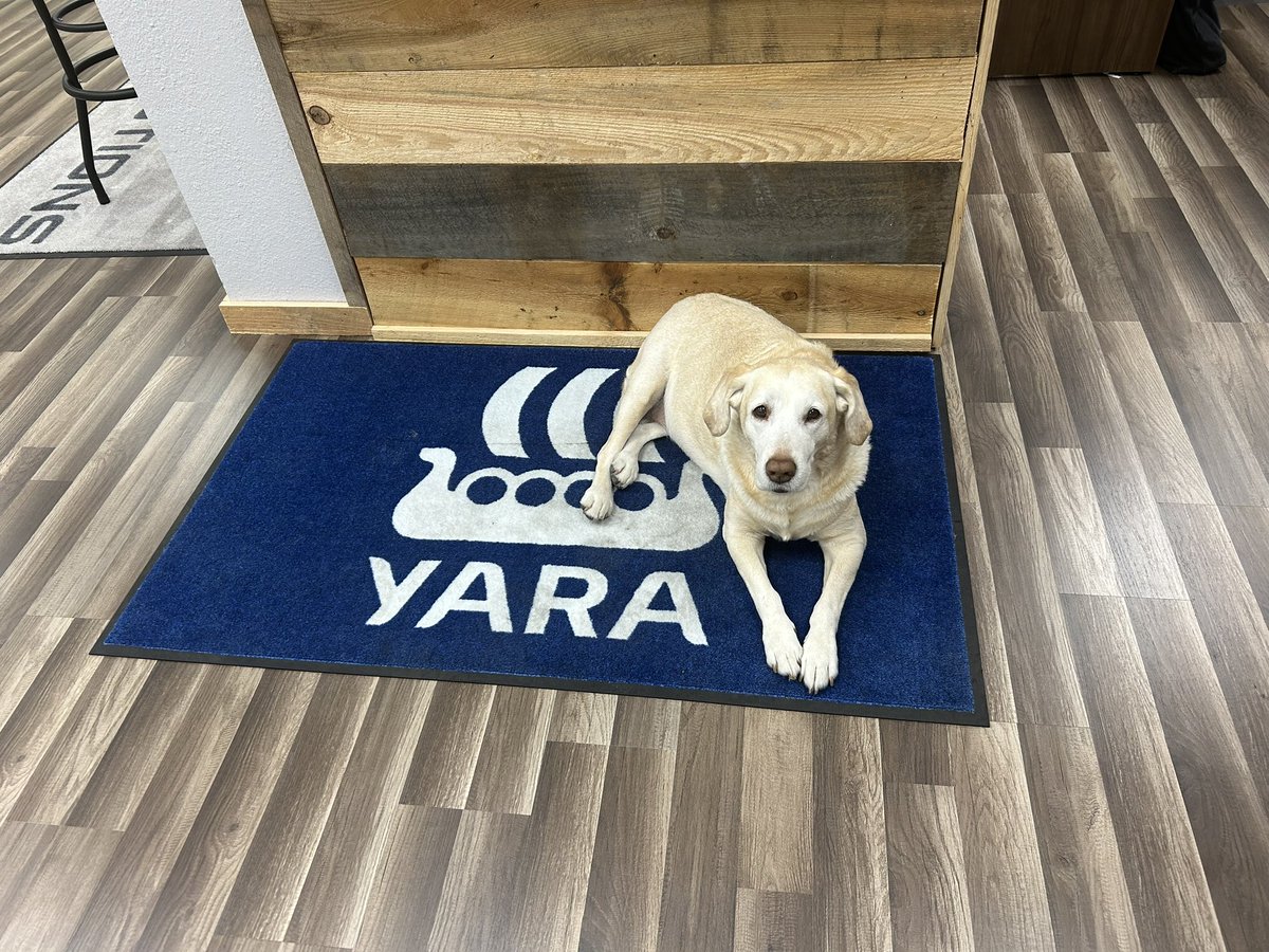 Bella is keeping an eye on things today, she loves the new Yara mat! <a href="/TurfBeard/">Brian Grill</a> <a href="/NEWfertMAN/">Richard Newman</a>