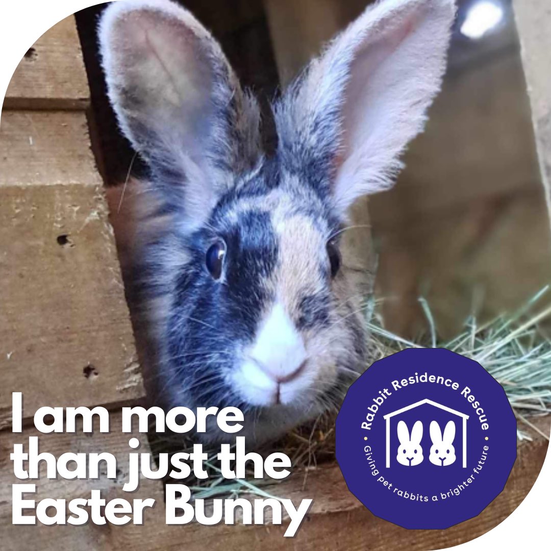 Maryland came to us as she had been purchased as a gift but was unwanted. She had the longest nails we had ever seen when she arrived. 😔 More rabbits like Maryland will be bought as gifts this Easter 😡. Buy chocolate, not rabbits. #makeminechocolate