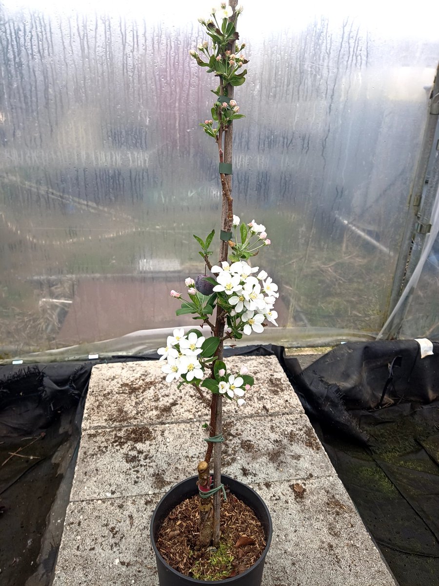 Malus Red Sentinel.
Vol in bloei.
#boomkwekerij
#baumschule