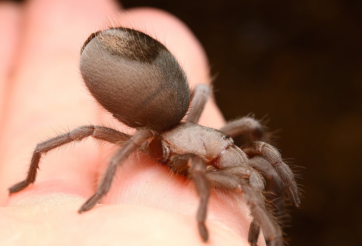 immature Aphonopelma tarantula from the other day, SD County oak woodlands