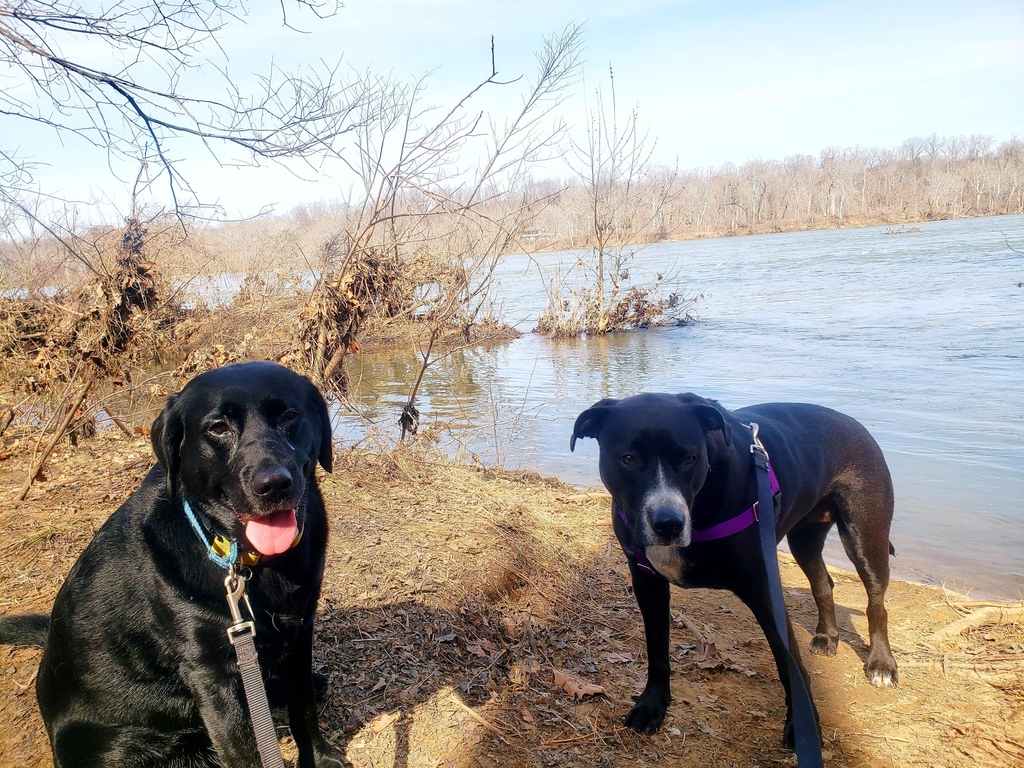 🌲 Scout and Ruby leading the team on another Pant & Wag woodland adventure! 🐾🍃 

#labradorretriever #lab #blacklab #georgetowndogs #dogsofgeorgetown #dcdogs #georgetown #dogrunner #dogadventures #dogfitness #doggydaycare #doghikes #pantandwag  #caninefitness