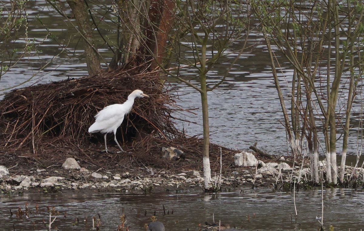 Cattle Egret at Amwell this morning. <a href="/AmwellBirding/">Amwell Birding</a> <a href="/Hertsbirds/">Herts Bird News</a> #hertsbirds