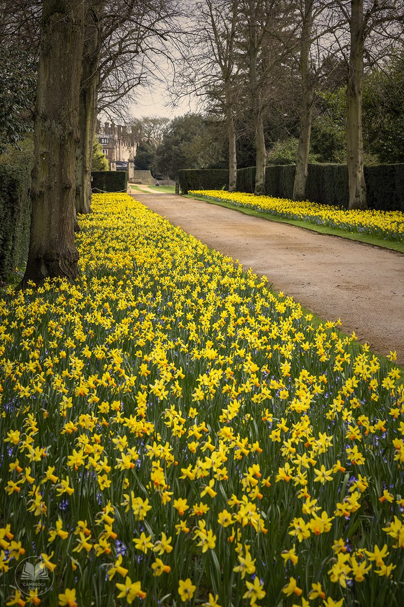 acambridgediary's tweet image. Thursday 21st March 2024
One of the biggest floral spectacles in Cambridge has just come into blossom for the first time at St John’s College. Lining both sides of Limes Avenue are expanses of Narcissus Jet Fire and February Gold Daffodils intermixed with Chionodoxa Blue Giant…