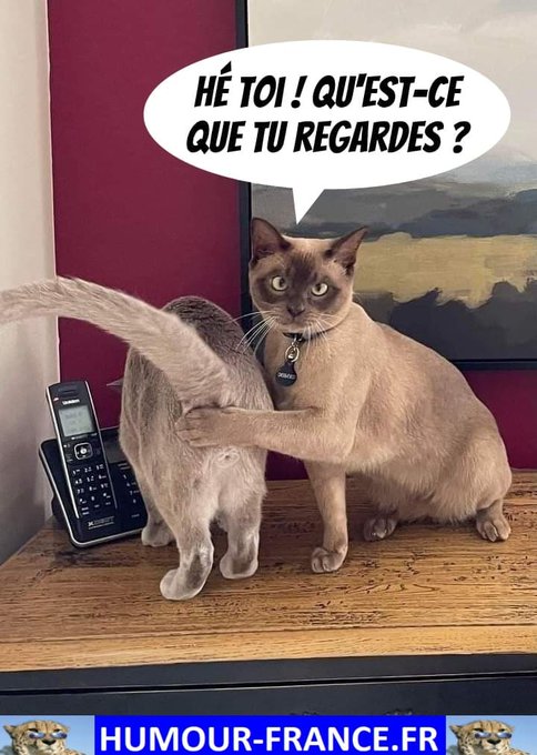 text alternatif
