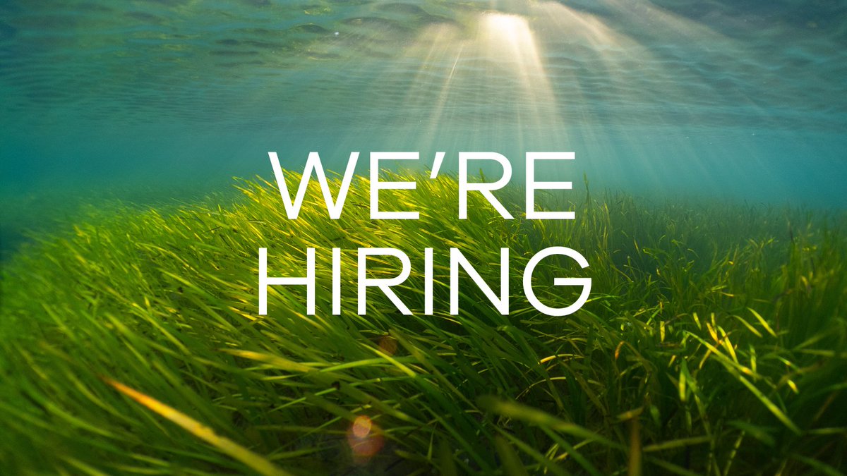 We're #hiring! Blue Marine Foundation is seeking an experienced and reliable Communications Officer for our @Solentseascape Project - the first nature-based solutions and seascape scale recovery restoration project of its kind in the UK. Apply here 👉ow.ly/JBFb50QXW4W