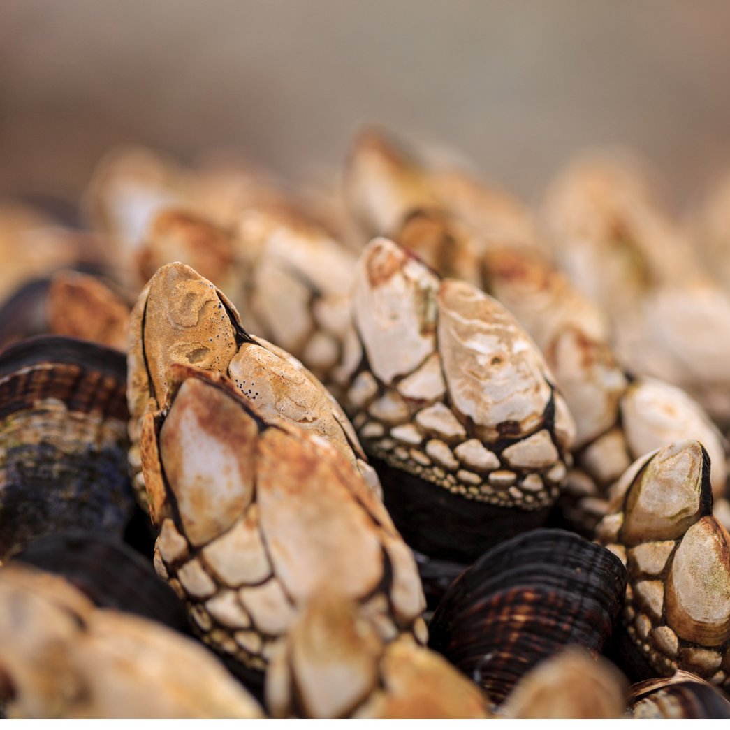 Kevin Witt, a student at @santarosajc, spent last summer interning at the <a href="/ucdavis/">UC Davis</a> Bodega Marine Lab, working with his mentor to prepare an experiment to study the feasibility of using #aquaculture to grow gooseneck barnacles: marinescience.ucdavis.edu/blog/how-grow-…