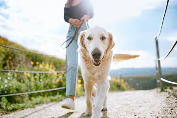 Embrace the beauty of springtime with your furry companion by your side! 🌸🐾 Enjoy refreshing walks amidst blooming flowers and chirping birds. 

#SpringStrolls #DogWalks #NatureWalks #PetAdventure #EcoFriendlyPets #DogWalks #PetCare #DogLovers #CleanUpResponsibly