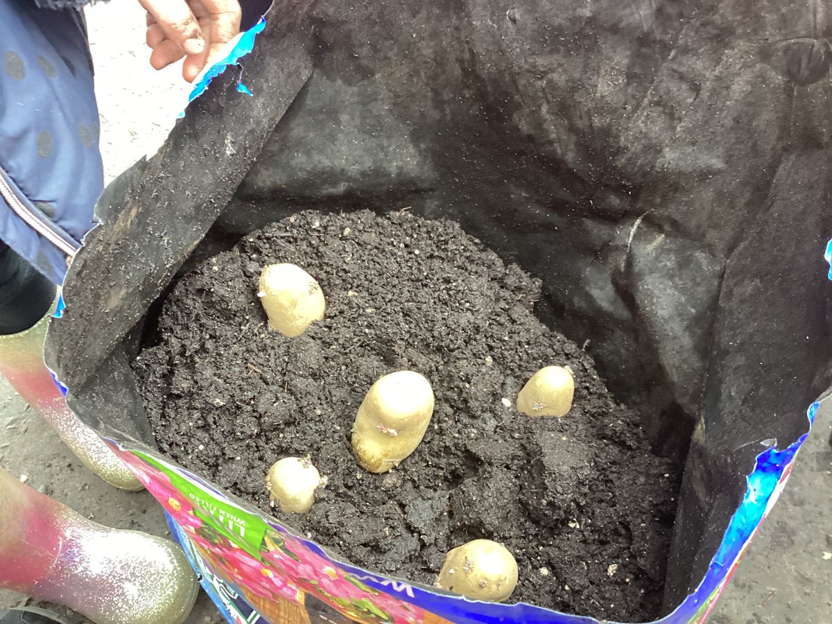 P1 start planting the potato crop after letting the seeds chit for a few weeks. We look forward to harvesting and cooking in the summer. #readyfortomorrow #rhet