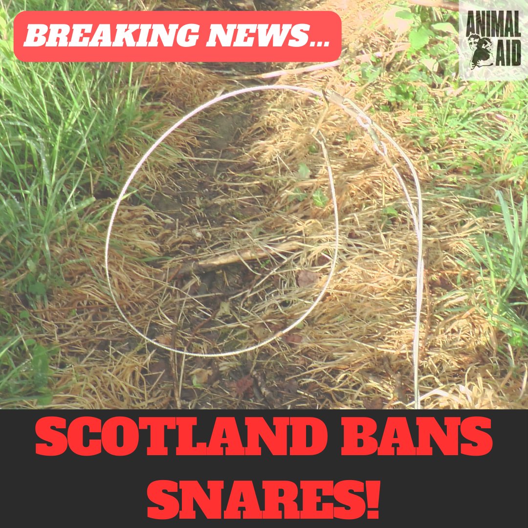 Scotland bans snares! Read more here animalaid.org.uk/snares-banned-… Well done to everyone who made this happen – this is a fantastic victory for the animals! @onekindtweet @ReviveCoalition @RaptorPersUK @FoxHITeam @LeagueACS @ChrisGPackham @JimFairlieLogie @GillianMSP 🦊 🐇🦡