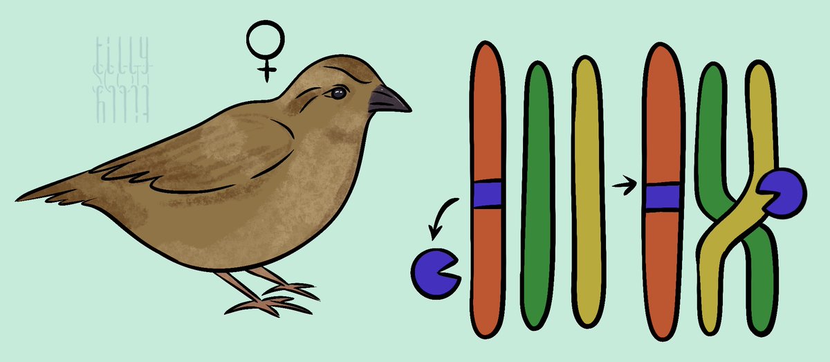 New lab preprint by @jbmcauley : the genetic architecture of recombination rates is sexually-dimorphic and polygenic in wild house sparrows. What have we found…? A 🧵👇 (Image:@TillySScott) biorxiv.org/content/10.110…