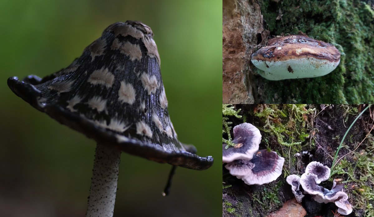 Calling UK fungus recorders and group organisers! The @UK_CEH Biological Records Centre would love to hear how/why you collect & share records of UK fungi, for work supported by the @NaturalEngland Species Recovery Programme: app.onlinesurveys.jisc.ac.uk/s/ceh-online-s…… #fungi #biologicalrecording