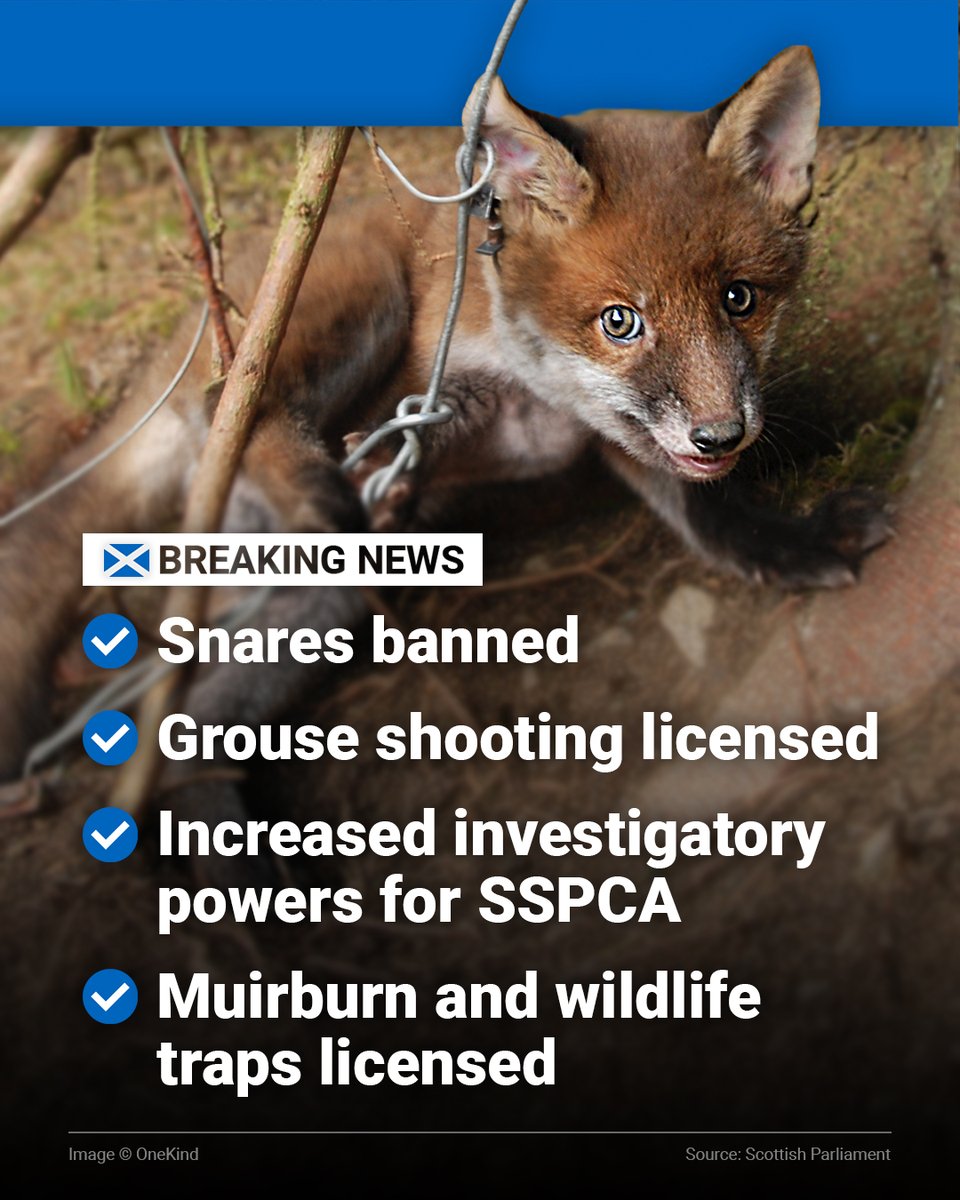Snares BANNED , grouse shooting , muirburn and wildlife traps LICENSED , powers for @ScottishSPCA INCREASED . . . The Wildlife Management & Muirburn Bill has now passed in Scotland – congratulations to all who campaigned for this historic moment 🏴󠁧󠁢󠁳󠁣󠁴󠁿