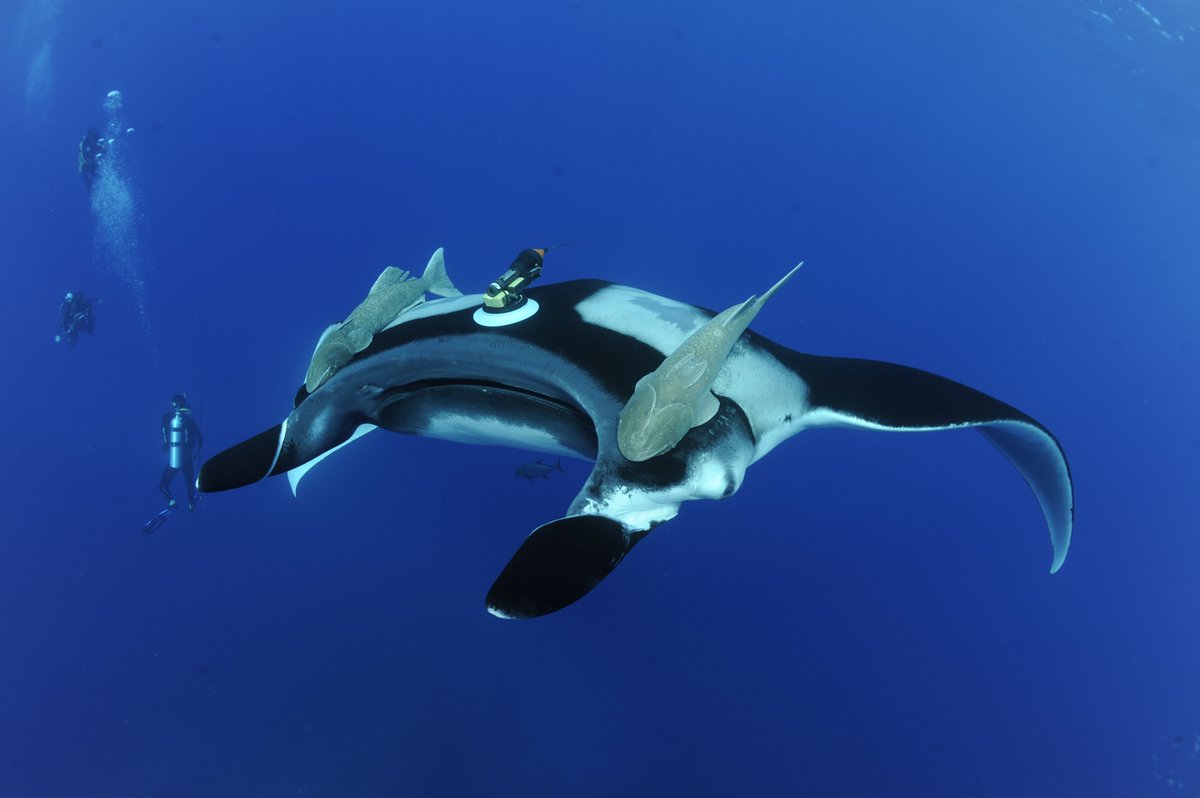 🔍 Unlocking the secrets of manta rays with Crittercams!

📽️ Using these innovative cameras, we're getting a manta’s-eye-view of their feeding and social behaviours! 

Learn more about this research by exploring our Research Portal! 👉bit.ly/42HfnSZ