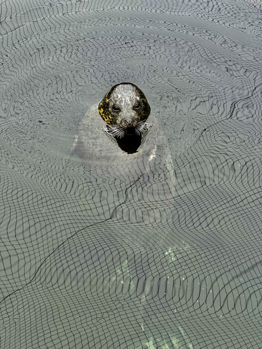 Fig 1: the effect of a common harbour seal on the fabric of space-time