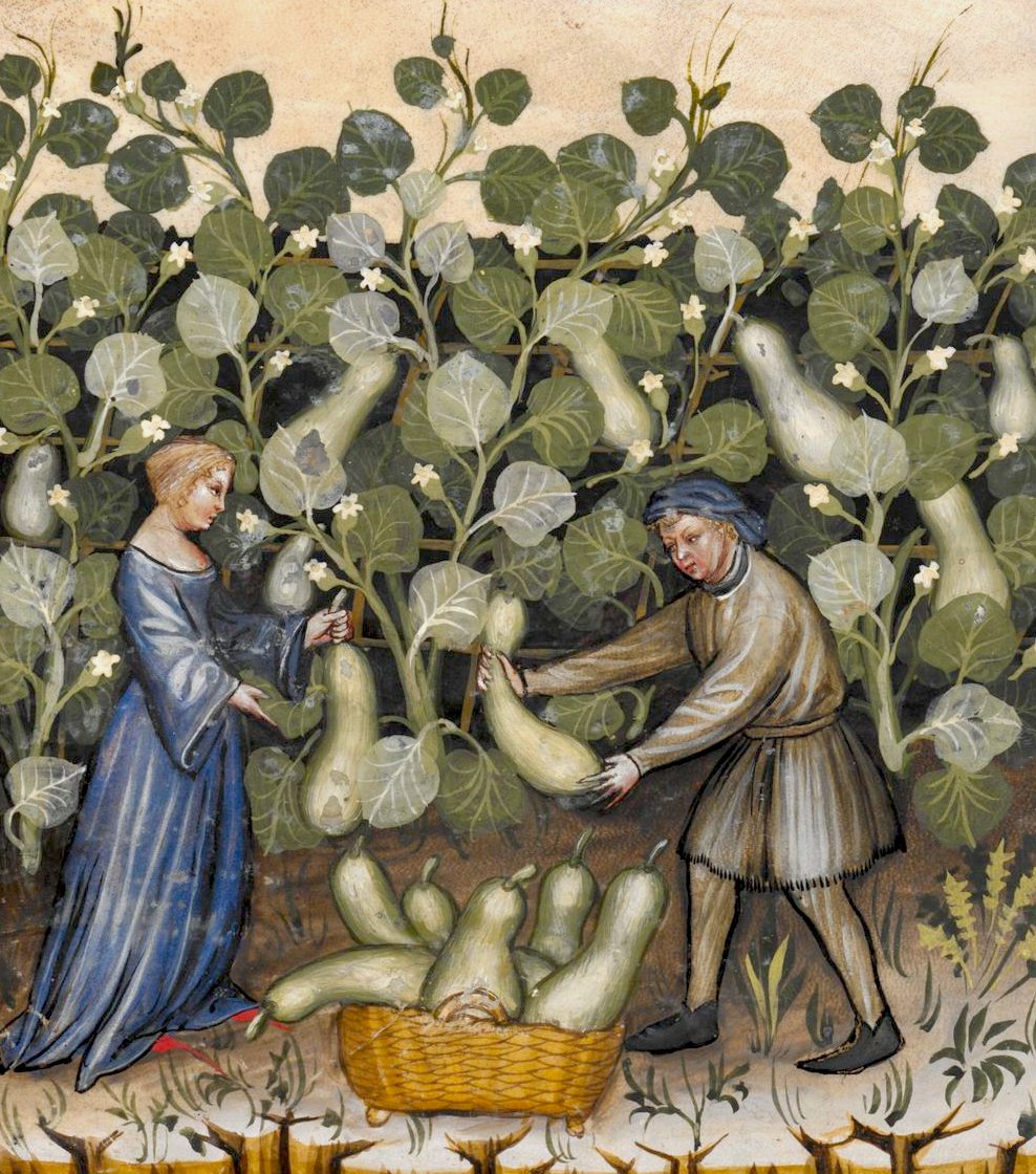 squash farmer, italy, 14th century