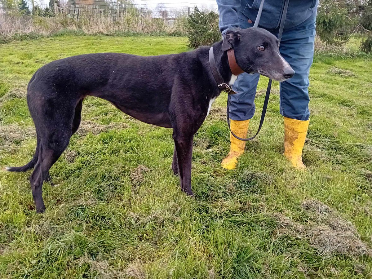 Homing 28 for the year and 2,445 in total. Front Runner (May) was homed to a lady and her adult daughter near Brigg. May won 26 of her 183 races @HarlowDogs before retiring