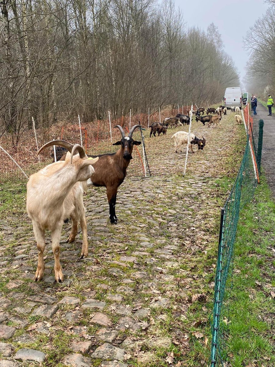 A_ParisRoubaix tweet picture