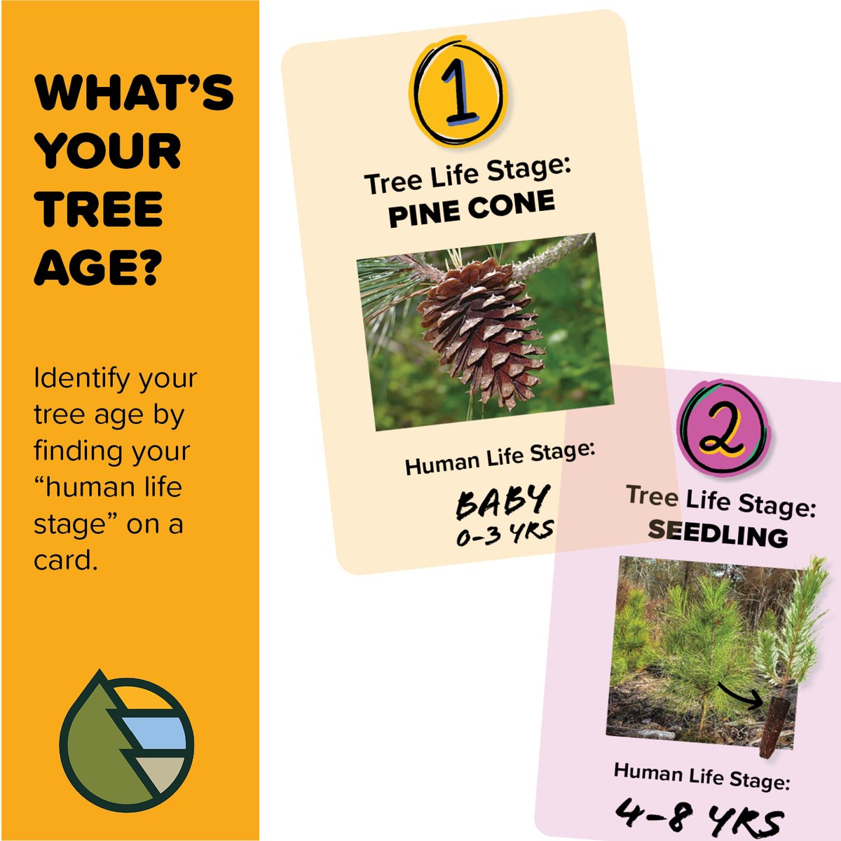 Georgia Forestry Foundation tweet media