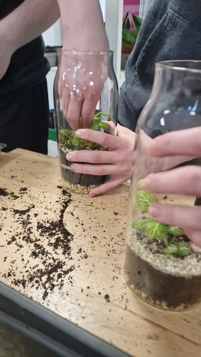 MenziesMo's tweet photo. @CedarbankSchool @RHSSchools Gardens around the Globe. Tropical week! Making terrariums using fittonia, learning where it's from - carpets tropical forest floors, and the conditions it thrives in. Amazing work guys! https://t.co/9QSXub9ozl