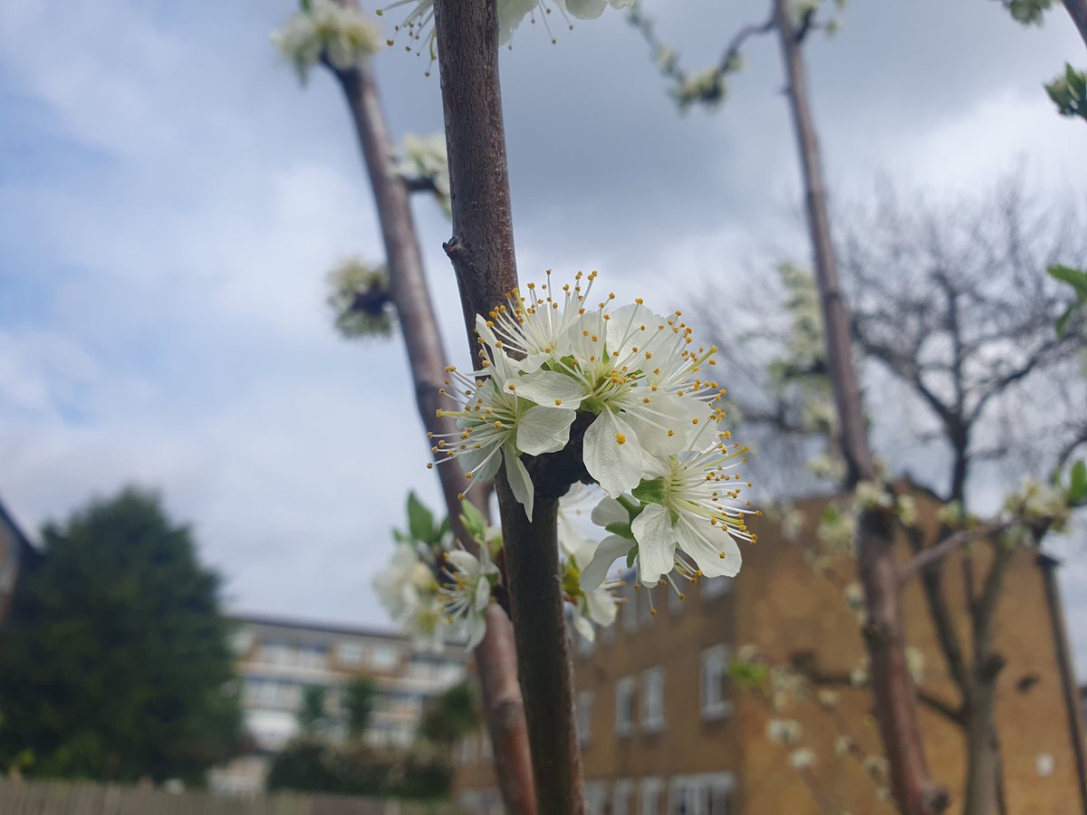 The fruit tree blossom in the #RouelCommunityOrchard was looking gorgeous today. Thanks @lb_southwark for replacing damaged cages and restaking trees for us. Here are: peach, crabapple, Sweetheart cherry and plum.