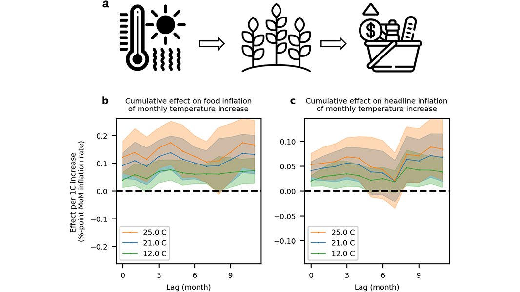 Global warming may lead to food inflation rising by up to 3.2 percentage points per year and overall inflation rising by up to 1.2 percentage points per year under temperature increases projected for 2035, according to a paper published in @CommsEarth. go.nature.com/3TuKq00