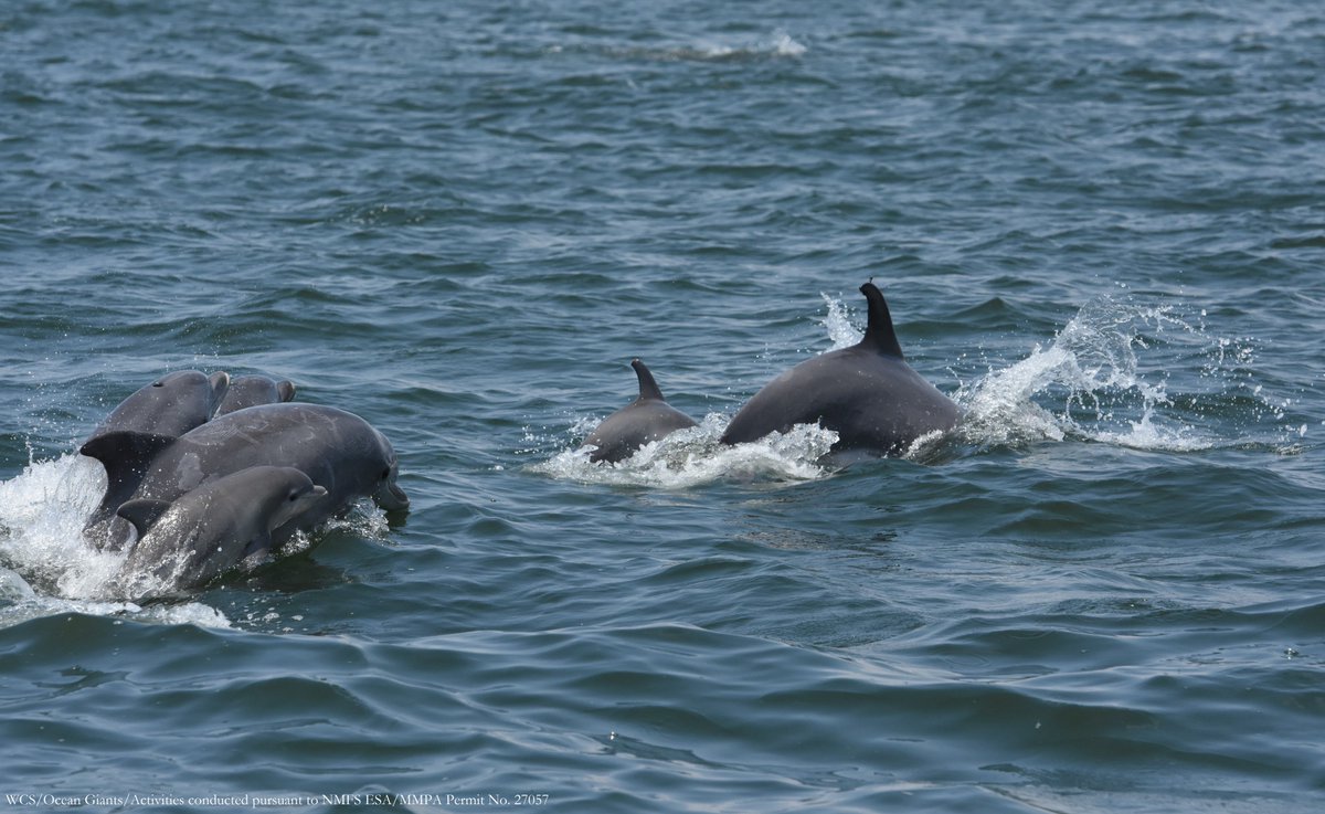 Previously, @WCSOcean Giants team documented that bottlenose dolphins live in the busy waters off New York and New Jersey from spring to fall. They spend a lot of their time here feeding, suggesting that these animals may be drawn to this area to “dine.'