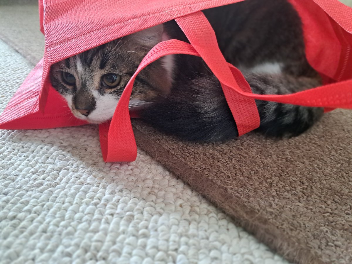 Waiting for something to happen. #kittykontent #bm100