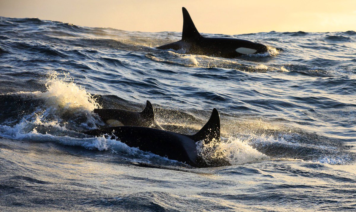 Realy happy that the final paper from my PhD is finally published! We found that Norwegian killer whales optimise their movements for their preferred prey 🦭🐟 🍽️ polarresearch.net/index.php/pola… @UiTNorgesarktis