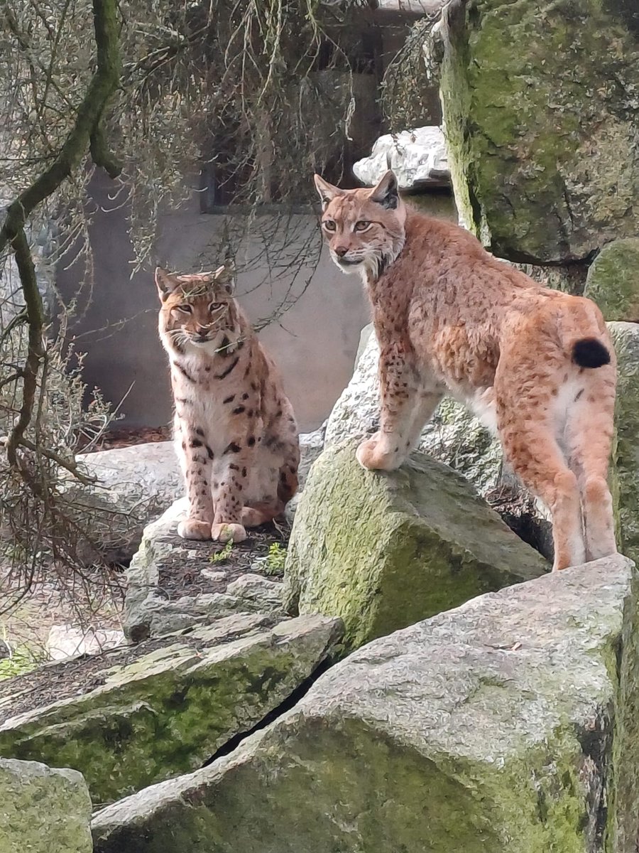 X-rated behaviour spotted at Newquay Zoo! Read our latest press release to see how new arrival male Carpathian lynx Onyx has been getting on with female lynx Kicsi: newquayzoo.org.uk/news/x-rated-b…