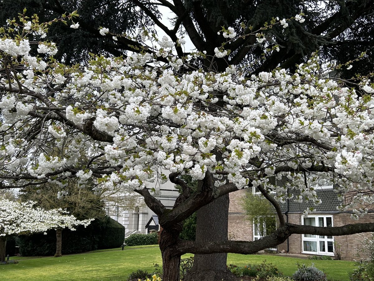 Every day I walk past these 2 trees on the way to work. In the spring they deliver this amazing blossom with a beautiful scent. A perfect place to stop for a minutes mindfulness ⁦@gloshospitals⁩ ⁦@2020_hub⁩