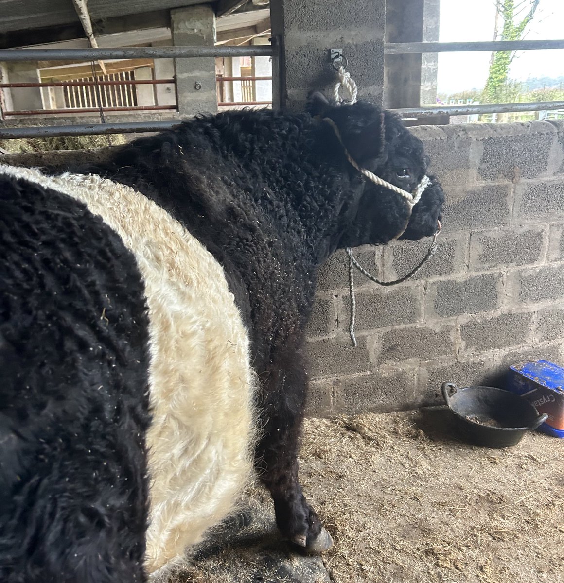 Busy morning with the Belties! Blood samples for BVD testing ✅ Castrations (+ pain relief) ✅ Pregnancy checks (All in calf 😁) ✅ Replacing ear tags ✅ Day three of halter breaking calves ✅ Mum has been saving up tasks for me coming home 😂🤣🐮.